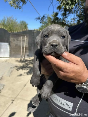 Catei Cane Corso  - imagine 2