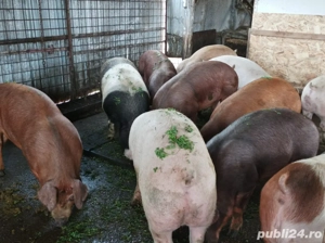 Porci de vanzare 120-170 kg