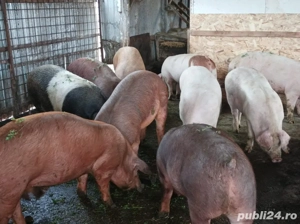 Porci de vanzare 120-150 kg - imagine 5