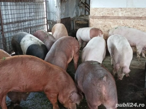 Porci de vanzare 120-150 kg - imagine 3