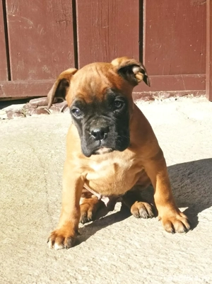 Catei Boxer German