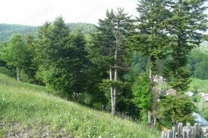 Teren intravilan situat in Busteni-Valea Alba - imagine 3