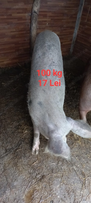 Porci pentru sacrificat 100 kg 17 Lei Com Lița Teleorman Asigur Transport