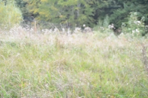 Teren intravilan situat in Busteni-Valea Alba - imagine 6