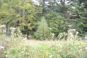 Teren intravilan situat in Busteni-Valea Alba - imagine 8