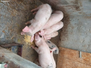 Grasunasi 11 săptămâni 