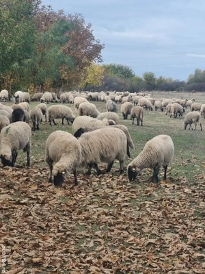 Vând 350 de oi țigăi și țurcane - imagine 2