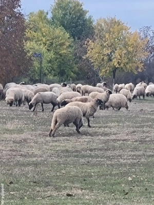 Vând 350 de oi țigăi și țurcane