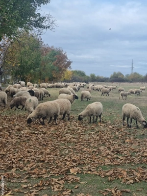 Vând 350 de oi țigăi și țurcane - imagine 3
