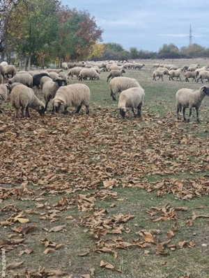 Vând 350 de oi țigăi și țurcane - imagine 4