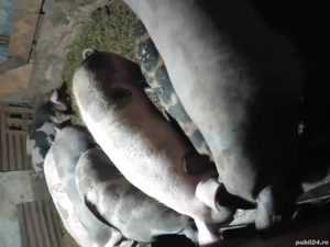 Porci de vânzare  - imagine 4