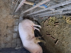 Vând vier de un rasă landras 