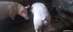 vand porci 180kg bucata  - imagine 4