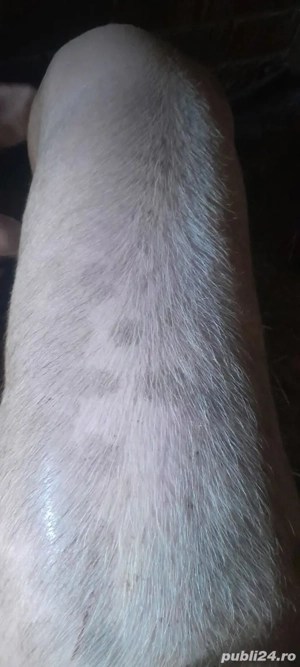 vand porci 180kg bucata  - imagine 3