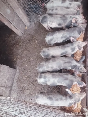 vînd purcei  - imagine 3