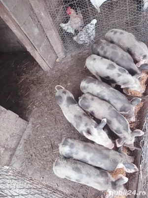 vînd purcei  - imagine 2