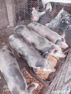 vînd purcei  - imagine 4