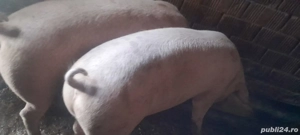 vand porci 180kg bucata 