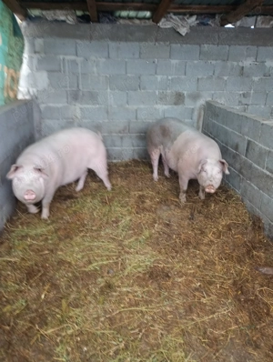 Scroafă de vânzare 