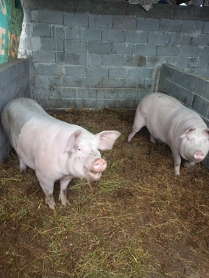 Scroafă de vânzare preț 18 lei kg 