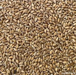 Vând grâu producție 2025