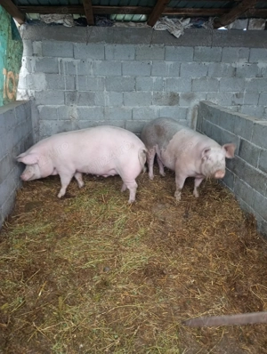 Scroafă de vânzare preț 18 lei kg  - imagine 3