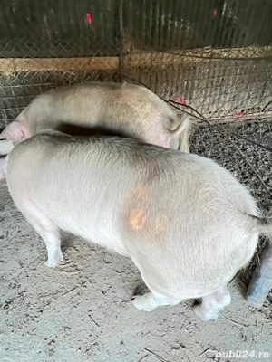 Porc mare 160-170 kg 