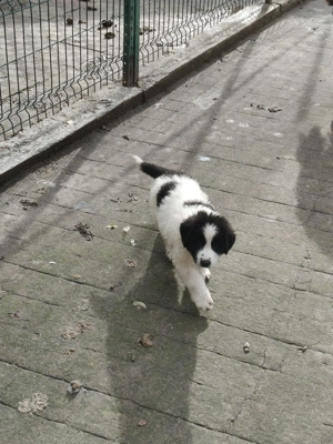 Ciobanesc de bucovina - imagine 4