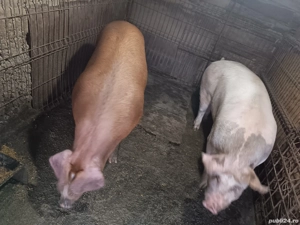 Porc pentru craciun! 