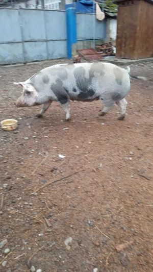 Vând porc de tăiat 