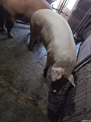 De vanzare 1 pe ales!  - imagine 3