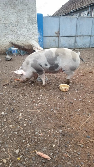 Vând porc de tăiat  - imagine 2