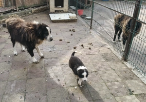 Ciobanesc de bucovina - imagine 5