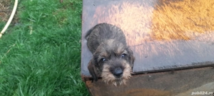 vand caței de rasa takel sarmos foarte dragalasi.