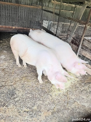 Vand 2 porci greutate 110-130 kg - imagine 4