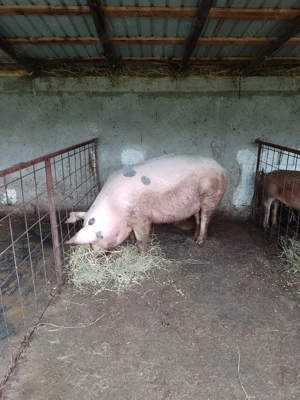Disponibil porci - imagine 2