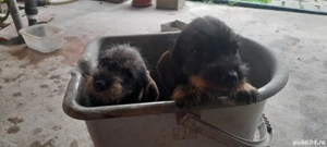 vand caței de rasa takel sarmos foarte dragalasi. - imagine 2