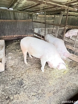 Vand 2 porci greutate 110-130 kg - imagine 3