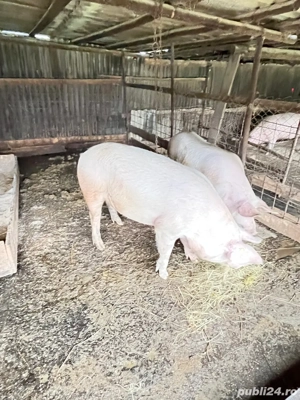 Vand 2 porci greutate 110-130 kg - imagine 2