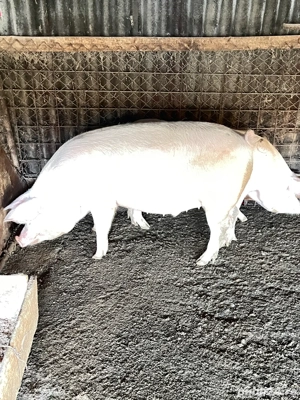 Vand 2 porci greutate 110-130 kg - imagine 5