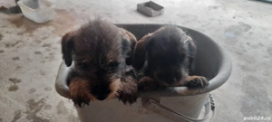 vand caței de rasa takel sarmos foarte dragalasi. - imagine 3