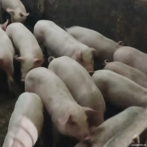 soldanei 11 saptamani 