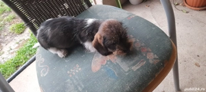 vand caței de rasa takel sarmos foarte dragalasi. - imagine 5