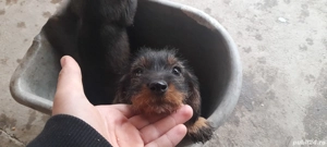 vand caței de rasa takel sarmos foarte dragalasi. - imagine 4