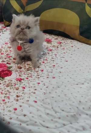 Vând fetița British longhair culoarea lila 