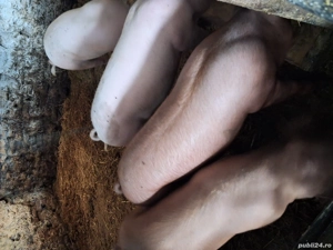 vând porci și purcei 