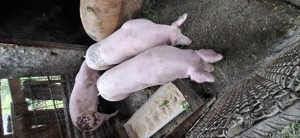 Vând porci de carne rasa Petrean