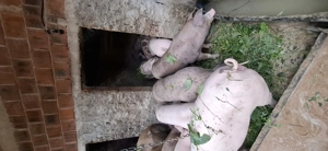 Vând porci de carne rasa Petreni - imagine 4