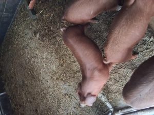 vând porci și purcei  - imagine 2