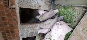 Vând porci !! De carne  - imagine 5